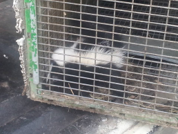 Skunk in a trap.