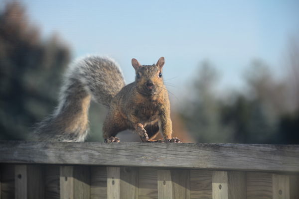 grey squirrel on deck railing