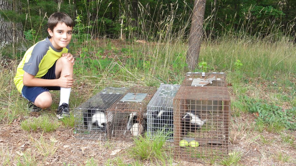 Young Boy in Yellow and Gray Shirt Kneeling Next to Skunks in Live Traps