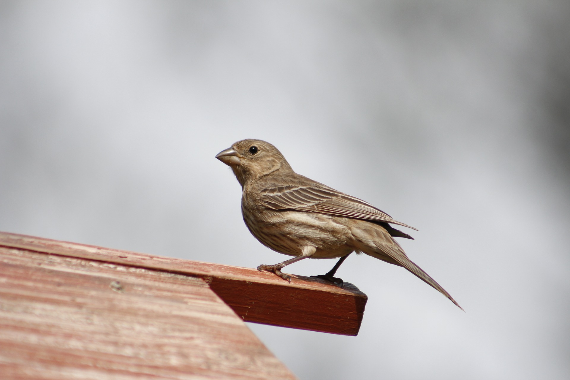 bird standing on wood