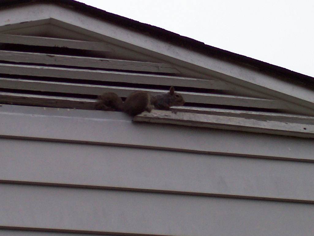 Squirrel climbing into attic through roof damage