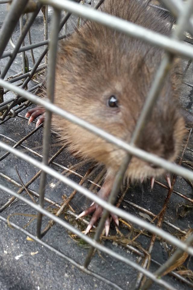 Beaver in Trap