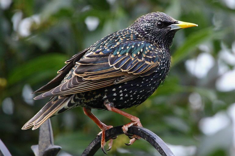 Starling control in Kaw Valley