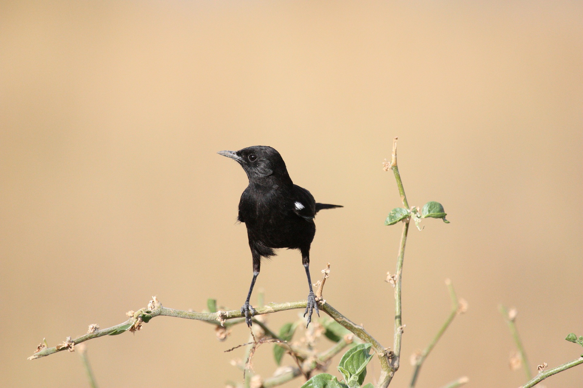 bird standing on branch