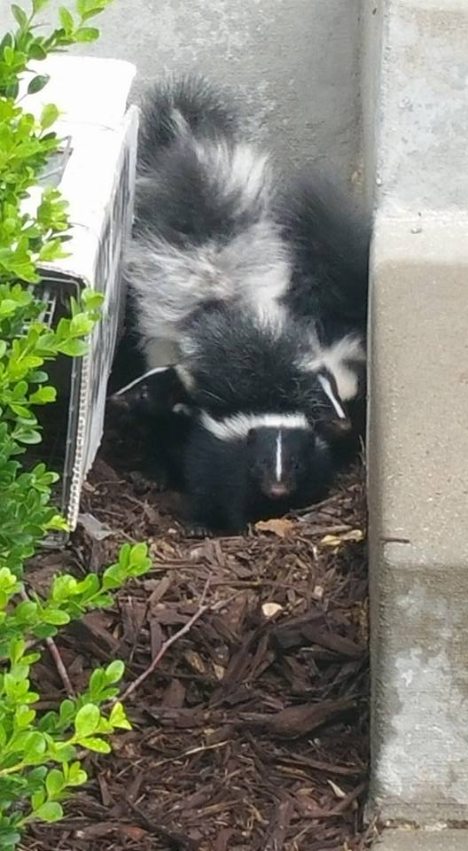 Residential skunk removal in Kaw Valley