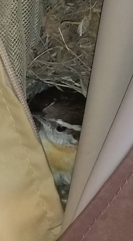 Bird problems in Kaw Valley