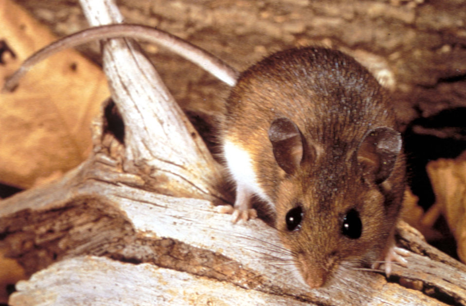 Mouse in Lawrence, KS